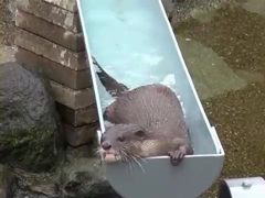 流しカワウソ　-千葉・市川市